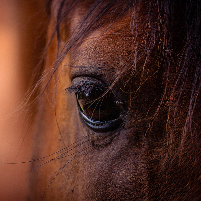 close_up_horse-3