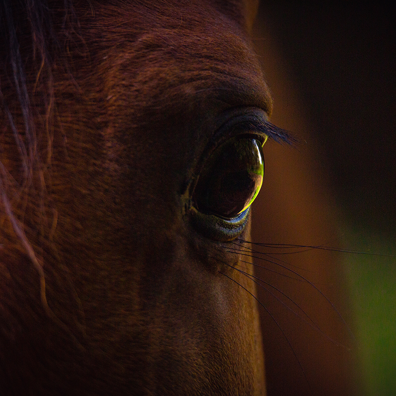 close_up_horse-6